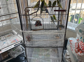 Budgies albinos litino handtame breeding pairs etc