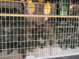 Canaries/canary
