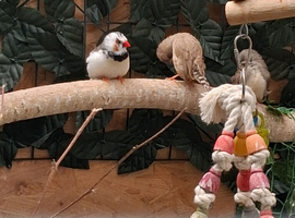 Zebra finches normal and mutation