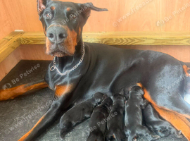 Beautiful Doberman puppies