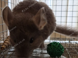 Violet male chinchilla