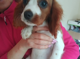 King Charles Spaniels.