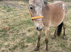 11 hand spotted trotting pony mare in foal