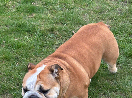 Sensitive girl needs a calm loving home