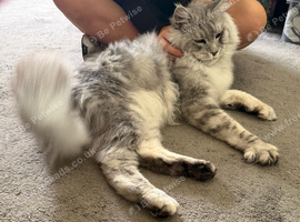 Stunning Tica Registered Maine Coon Male