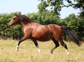 Serious Future Lead Rein Potential