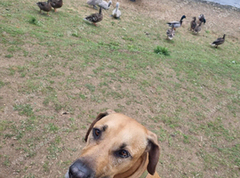 Rhodesian Ridgeback x lurcher