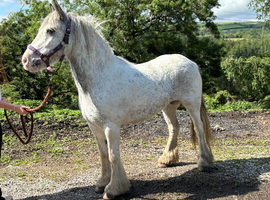 13hh - 6yo - Blagdon Mare