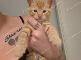 5 kittens ready now!