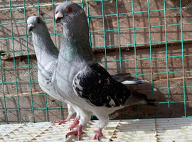 Syrian pigeon