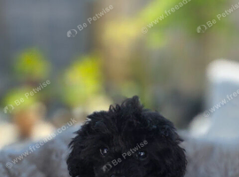 Toy poodle 12 weeks old