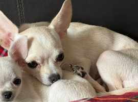2 chihuahuas for sale