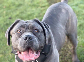 3 years old cane corso bitch