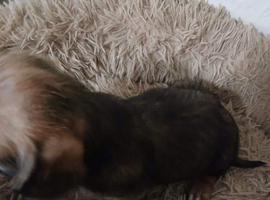 4 Playful Schweenie's
