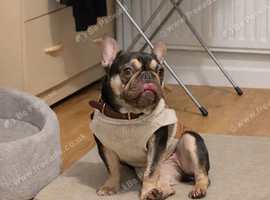 French x english bulldogs