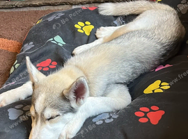 15 week old male husky