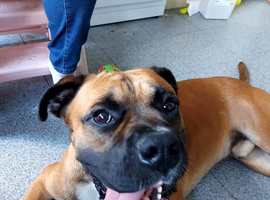 Looking for the right home for Scooby