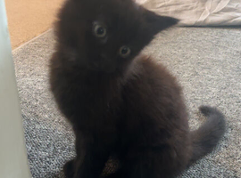 Black & Brown Male Kitten