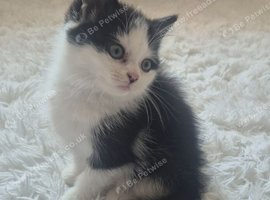 Black and white part persian kitten