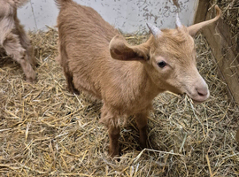 Guernsey female kid
