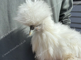 Silkie hens