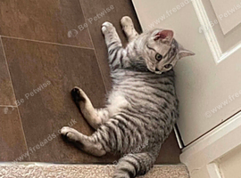 Silver Tabby British Shorthair kittens