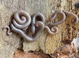 Ghana Olive giant millipedes