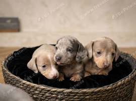 Stunning healthy puppies