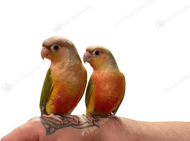 2 X Baby Conures Tame