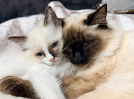 Purebred Ragdoll Kitten