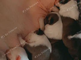 8 x KC Registered English Bullterrier Puppy&rsquo;s