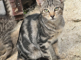 2 Tabby kittens for sale