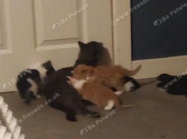 Kittens ready 12 sept