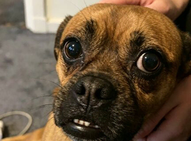 BRUTUS