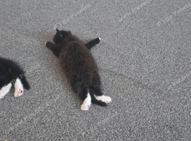 Kittens