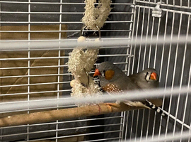 Zebra Finches