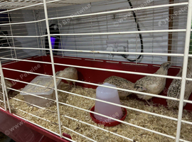 Jumbo quail