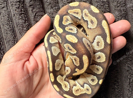 Juvenile Ball Python