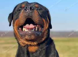 4 year old proven Rottweiler Stud.