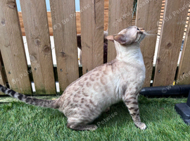SNOW BENGAL FEMALE LOOKING FOR A NEW HOME