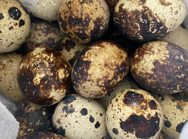 12 Japanese Quail Hatching Eggs - mixed colour
