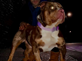 Chocolate & tan merle