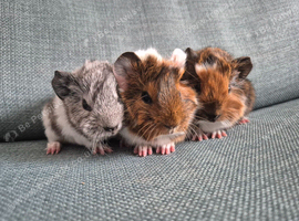 Baby guinea pigs