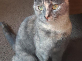 Help me find my missing cat