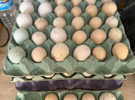 Fertile hatching eggs