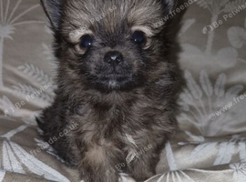 Pomeranian puppies *last boy*