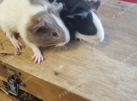Babies