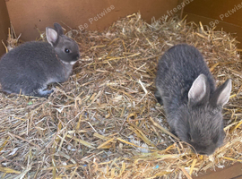 2 female