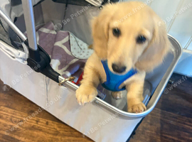 Cream long haired mini dachshund pups