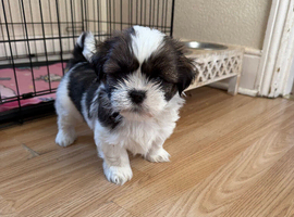 Shih Tzu Puppies Ready for Loving Homes!